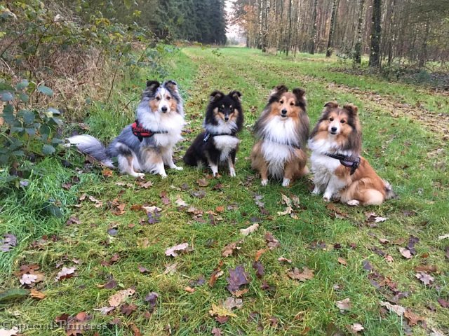 Cheeta samen met haar huisgenoten Nanook, neefje Macho & Laura